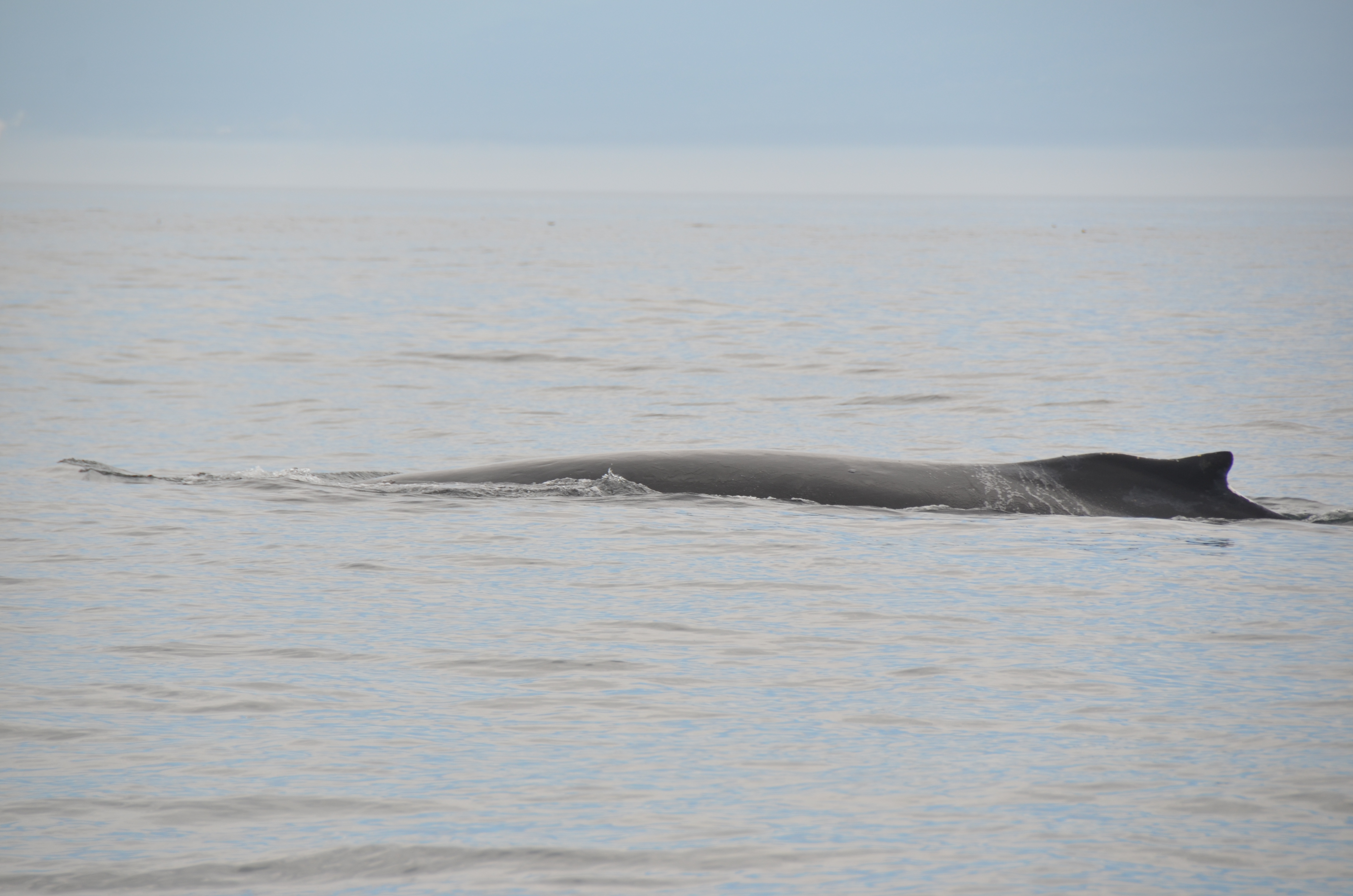 photos/wildlife/Mammal_Species/Humpback Whale/DSC_0012.JPG
